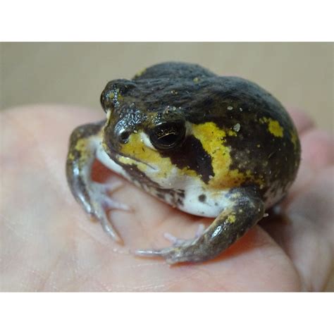 If one of the parties dies, the other person. . Mozambique rain frog for sale uk